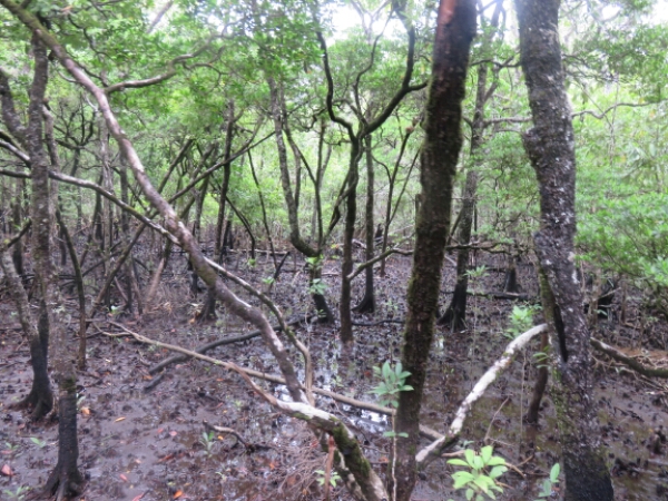 wp-1457976118603 image