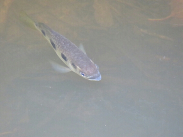 wp-1457976250753 image