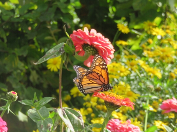 wp-1461727955521 image