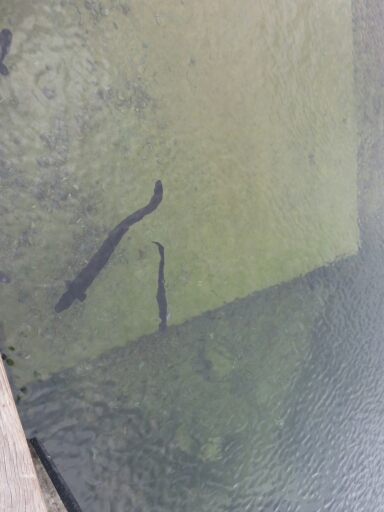 wp-1462491447228 image