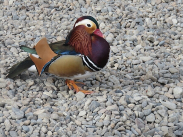 wp-1462491451097 image