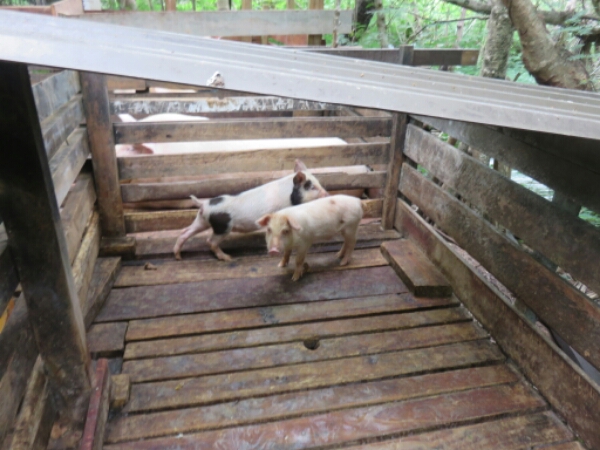 wp-1464300461136 image