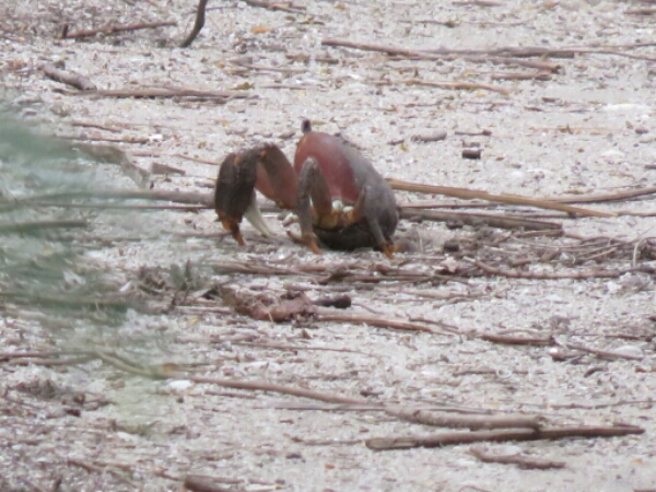 wp-1464300502330 image