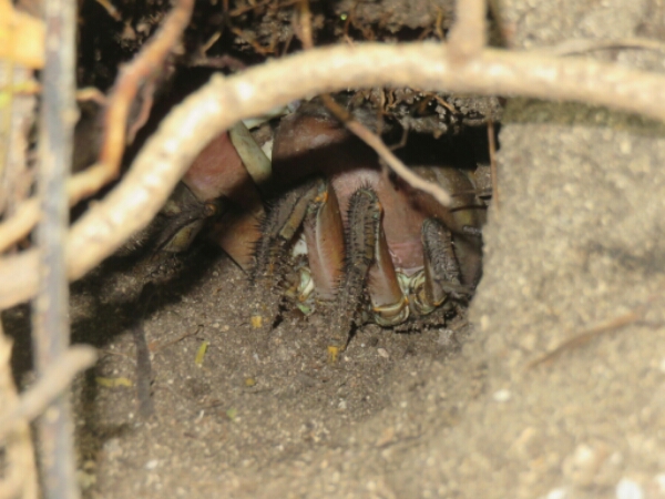 wp-1464300516445 image