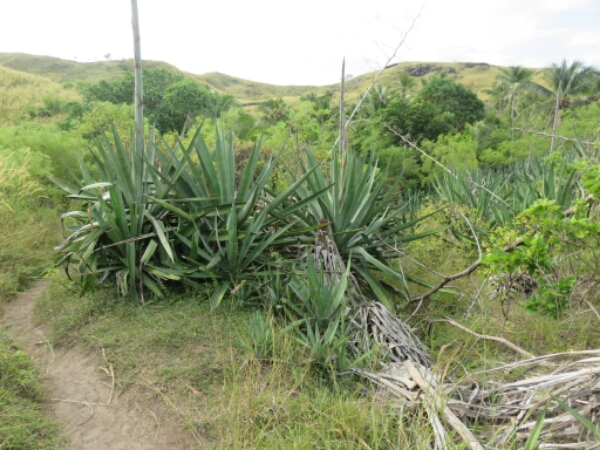 wp-1464300577735 image