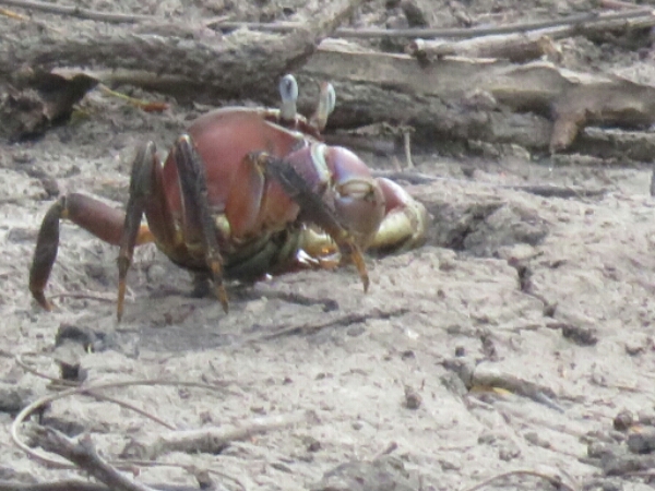 wp-1464300653543 image