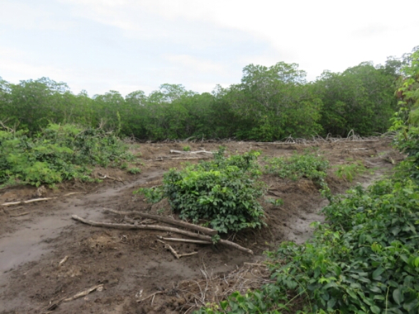 wp-1464300680288 image