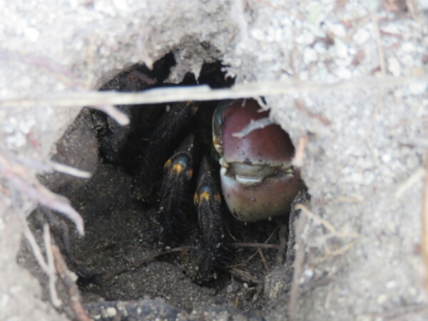 wp-1464300688322 image