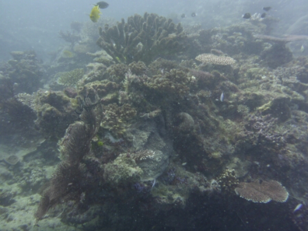 wp-1464908030064 image