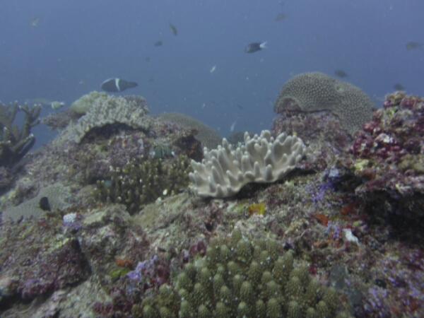 wp-1464908043261 image