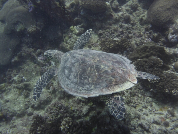 wp-1464908062218 image