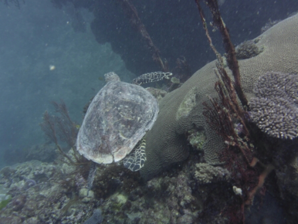 wp-1464908066274 image