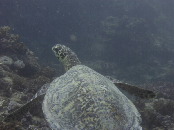 wp-1464908081013 image