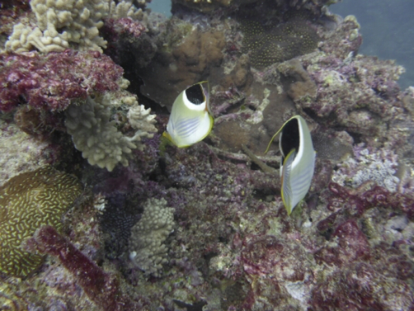 wp-1464908094387 image