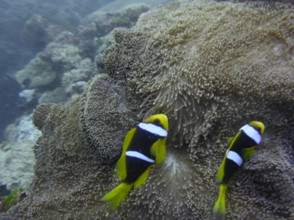 wp-1464908110709 image