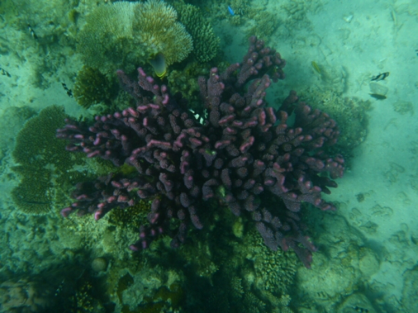 wp-1464908148214 image