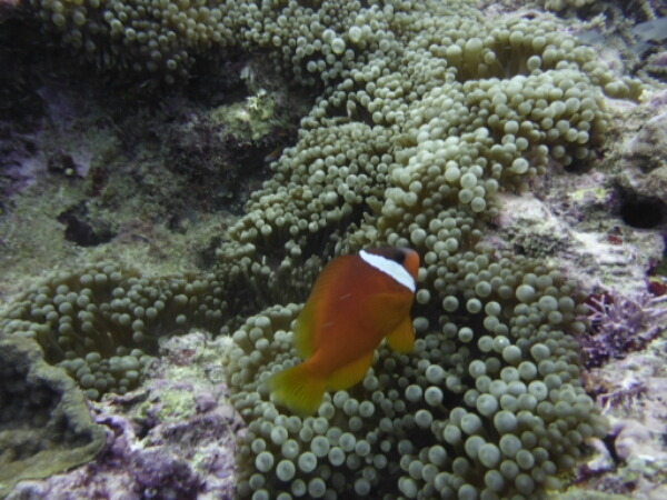 wp-1464908165086 image