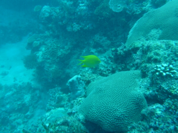 wp-1464908220270 image