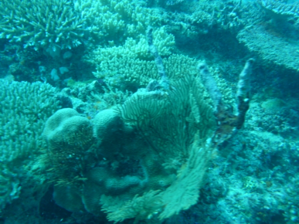 wp-1464908241805 image