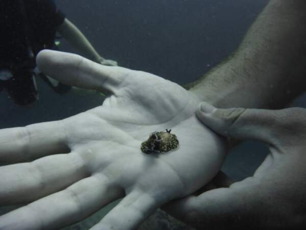 wp-1464908296066 image